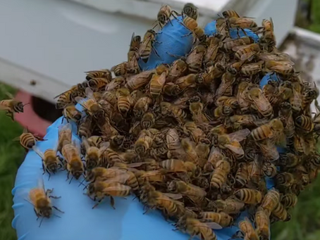 The Magic in the Hive: My Favorite Part of Beekeeping