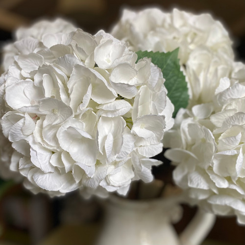 White Hydrangea Floral Designers Mon Amie Kibworth