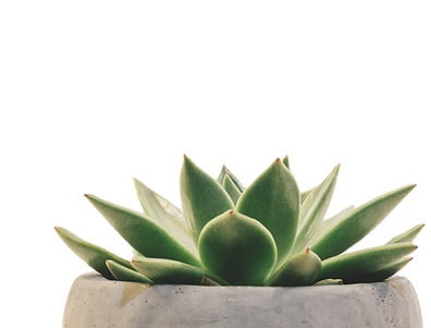 Green and leafy house plant in a pot.