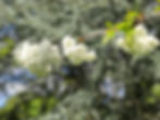 IMG_4198.JPEG