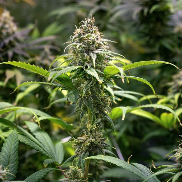 Thumbnail: Chocolate Haze (FEM)