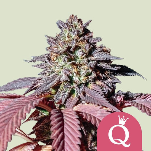 Purple Queen (FEM) | Phx Seeds