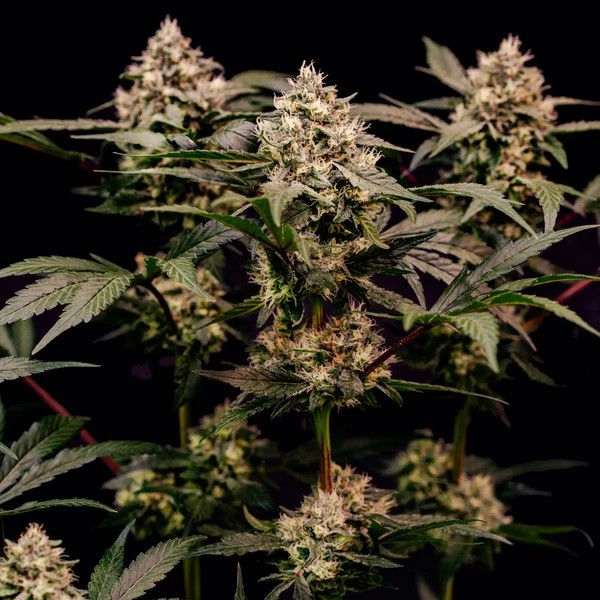 Thumbnail: Cosmic Cheddar F1 Photo (FEM)