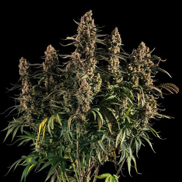 Thumbnail: Medusa F1 (FEM) 3 seeds