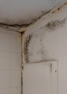Effektive Schimmelbeseitigung für ein gesundes Zuhause: Nachhaltige Lösungen zur Prävention und Entfernung von Schimmelbefall