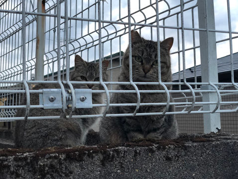目標と部屋と猫