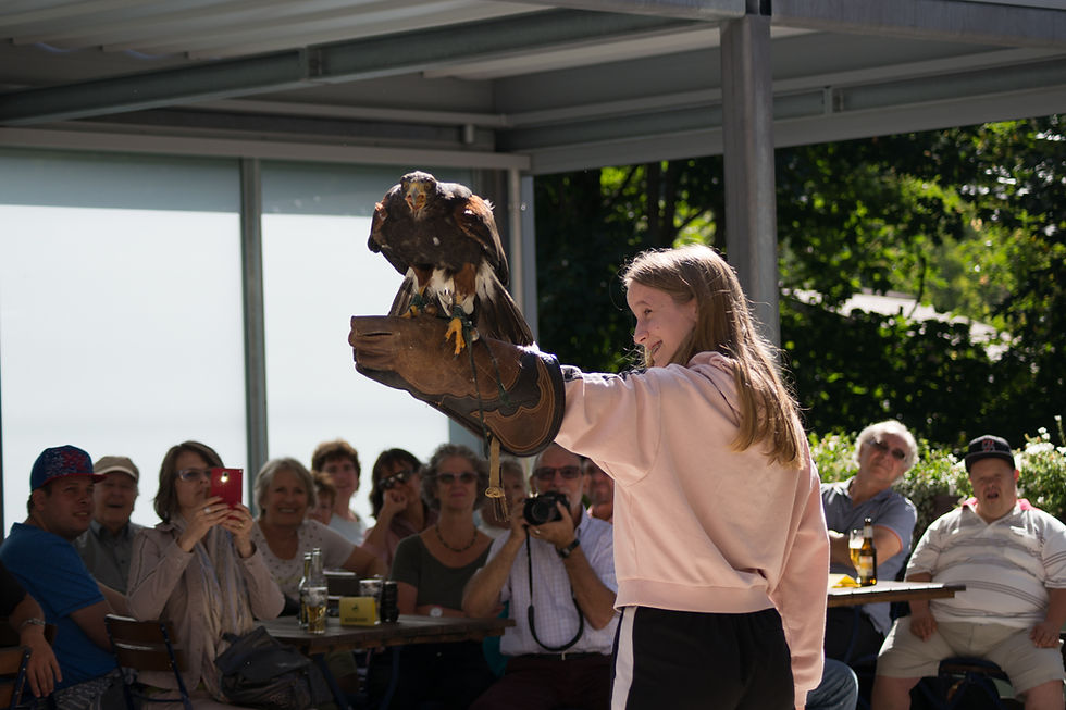 Harris Hawk