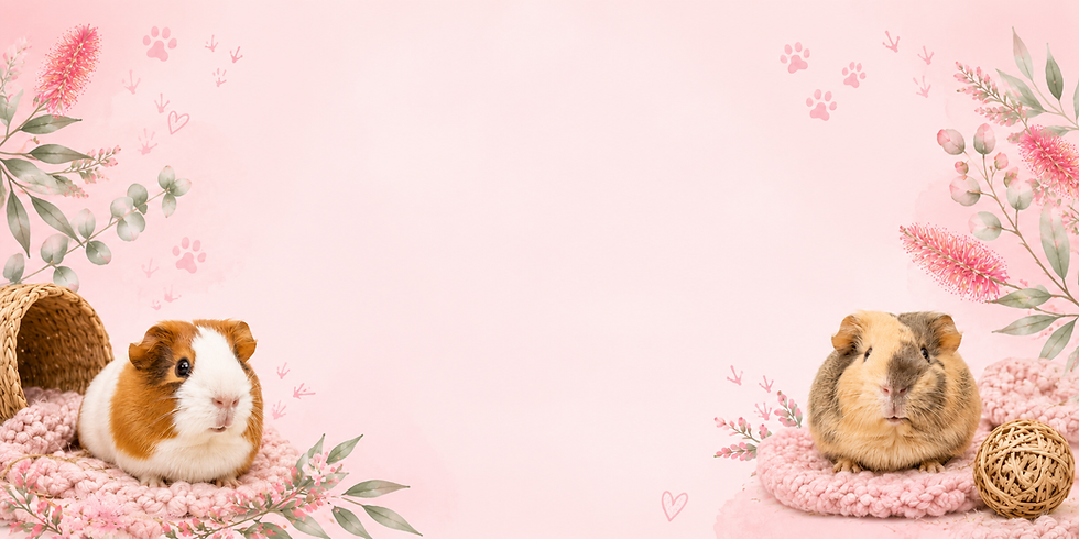 guinea pig boarding background.png