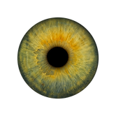 Iris Fotografie von Oculus Augsburg