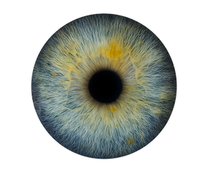 Iris Aufnahme Stuttgart