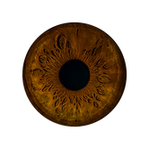 Iris Aufnahme Stuttgart