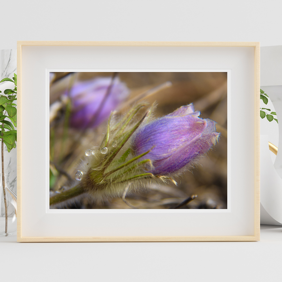 Thumbnail: Crocus with water droplet