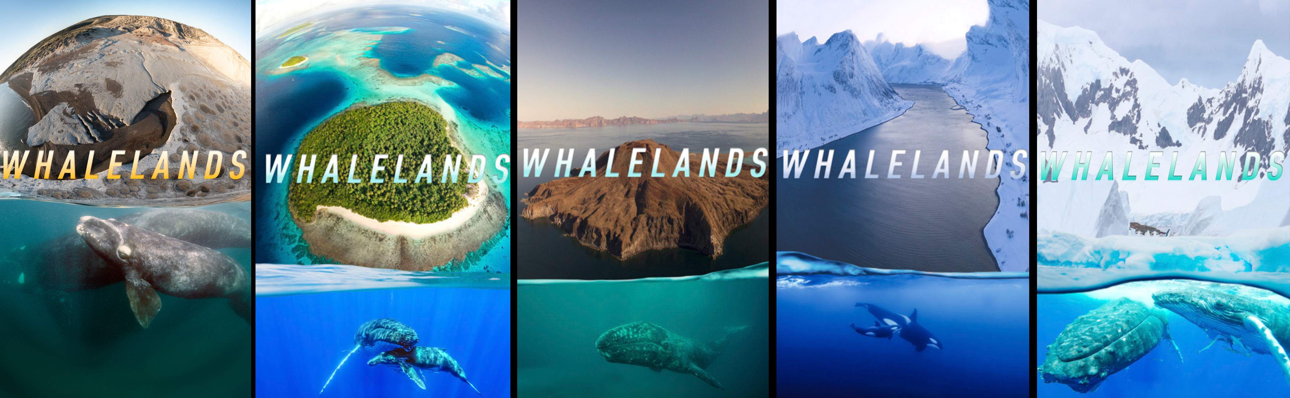 Whalelands poster family: Patagonia, South Pacific, Baja California, Northern Norway, Antarctica