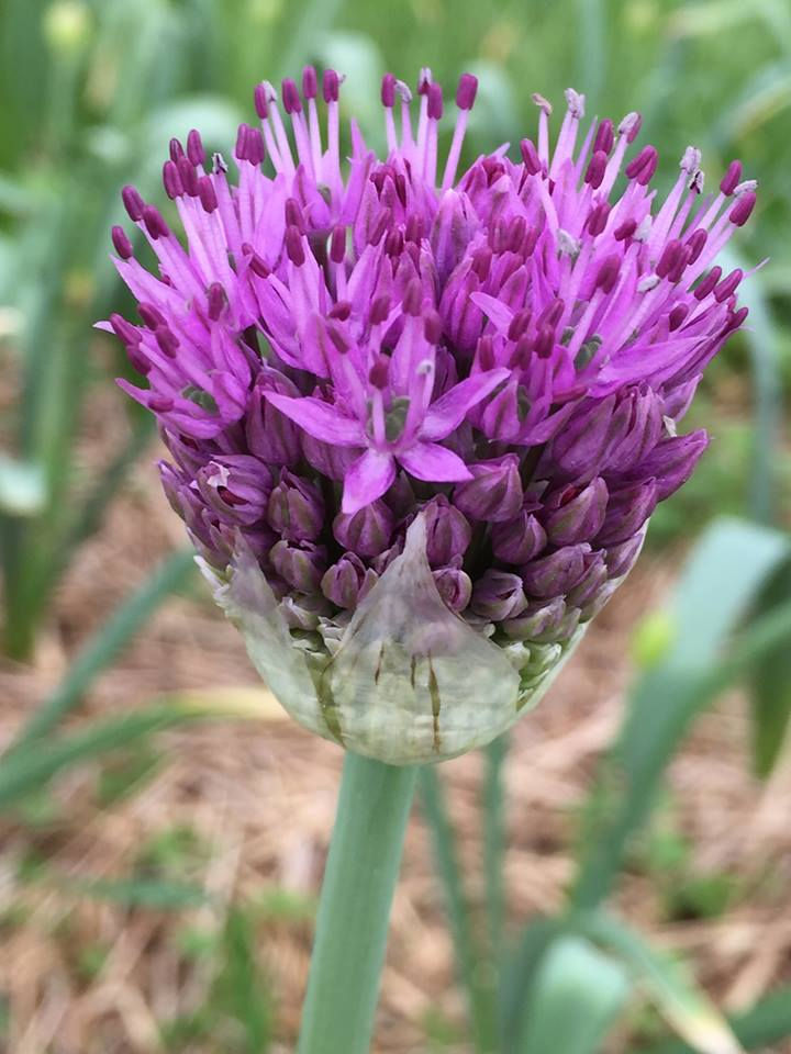 purple allium
