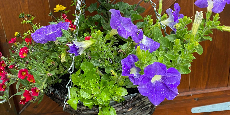 Win a stunning handmade hanging basket