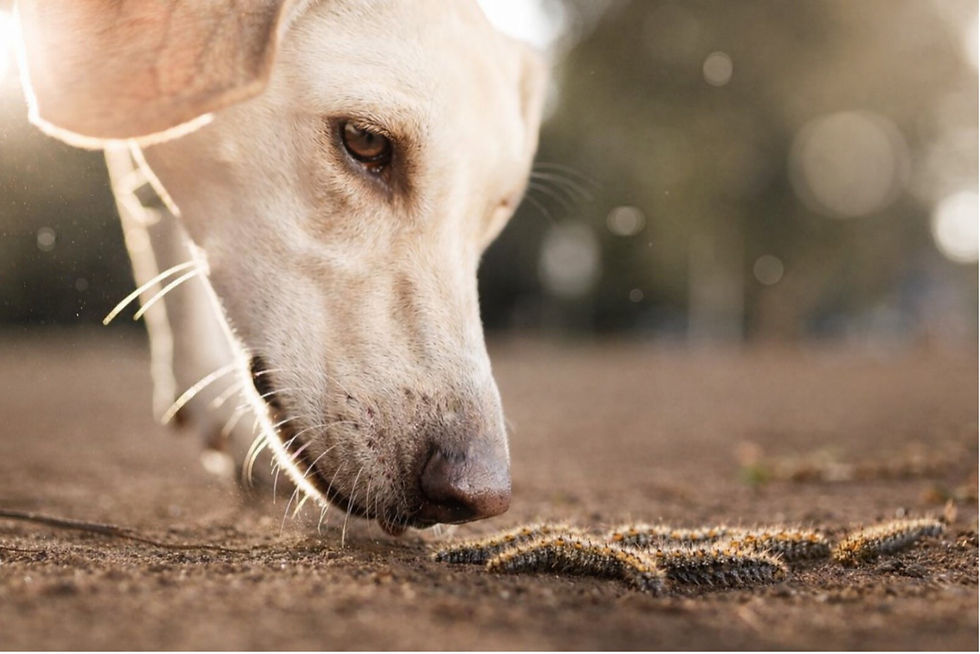 Chien avec chenille processionnaire