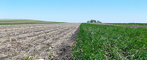 Cover Crop Pic.jpg