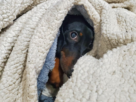 Why Do Mini Dachshunds Love to Burrow? (And Why You Should Let Them)