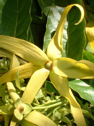 Thumbnail: Ylang Ylang Flower