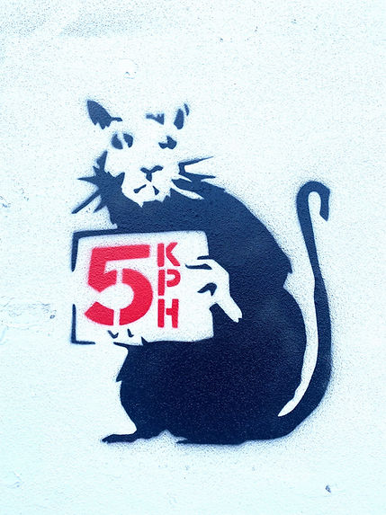 Rat3.jpg