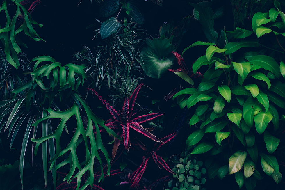Jungle-leaves-background-946917024_5616x