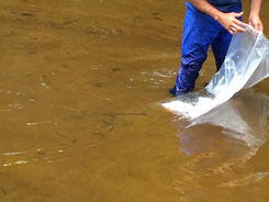 DAEE realiza soltura de alevinos em Biritiba Mirim