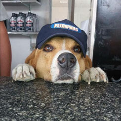 ESTÂNCIA: Marelo precisa de sua ajuda