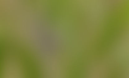 Observação de Aves acontece no Museu da Energia de Salesópolis