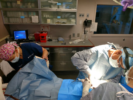 Mortality in Small Animal Anesthesia: Where Are We?