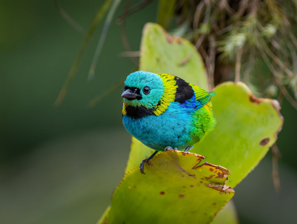 Bird feeder Atlantic Forest Brazil Rio de Janeiro Birding Tanager Tanagers Colorful birds hummingbird