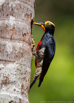 Benedito-de-testa-vermelha
