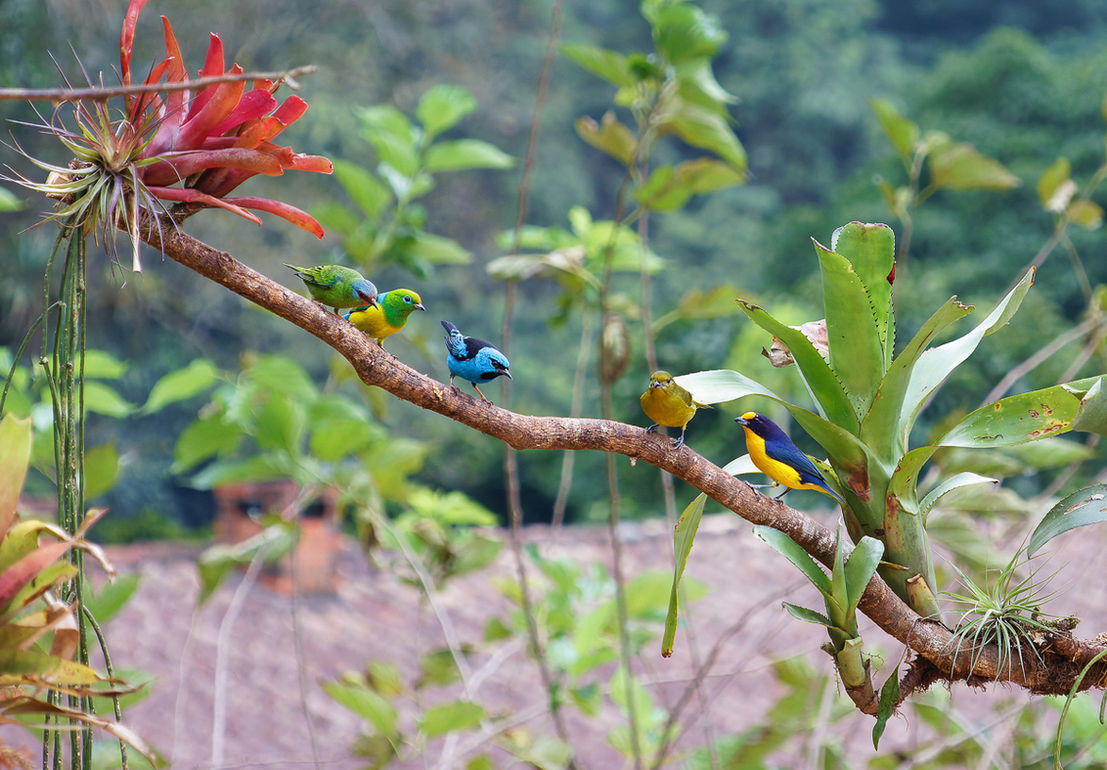 Bird feeder Atlantic Forest Brazil Rio de Janeiro Birding Tanager Tanagers Colorful birds