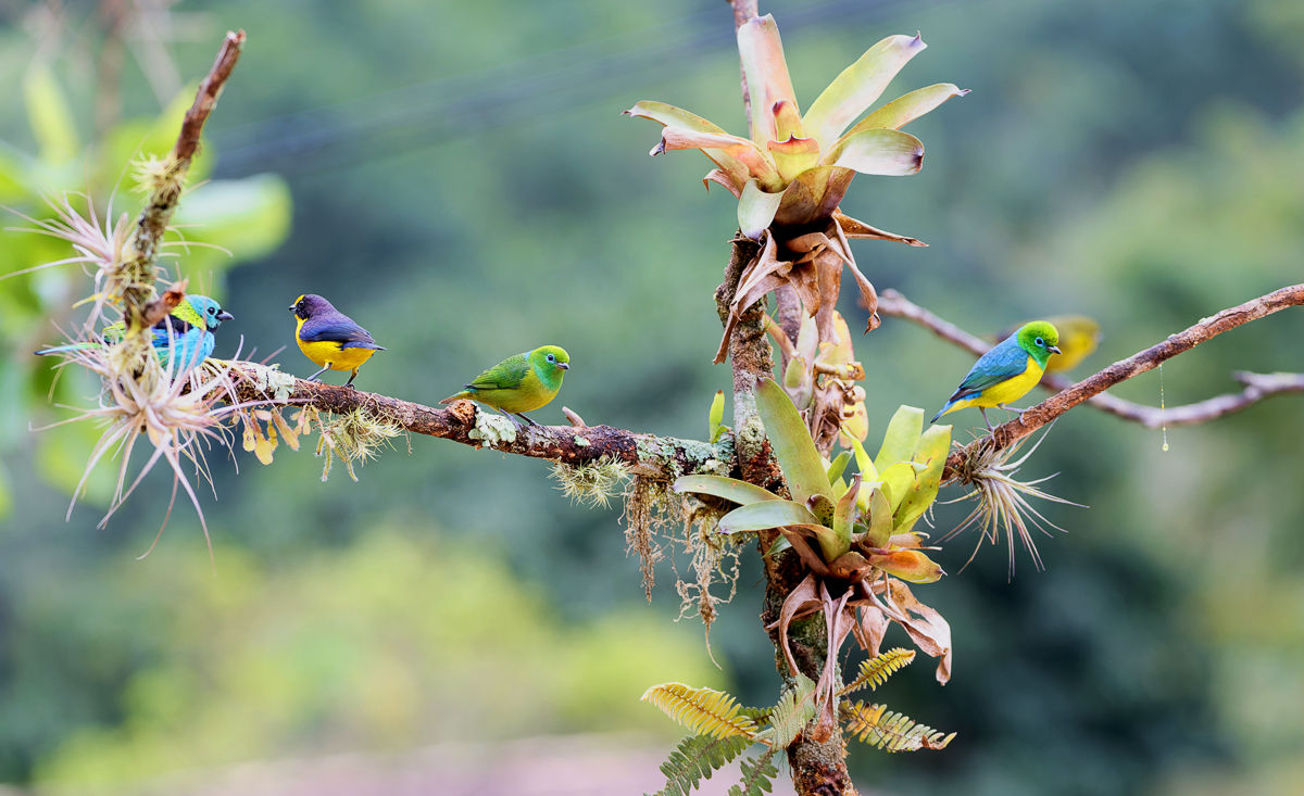 Bird feeder Atlantic Forest Brazil Rio de Janeiro Birding Tanager Tanagers Colorful birds
