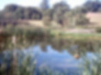 New Pond After Twelve Months