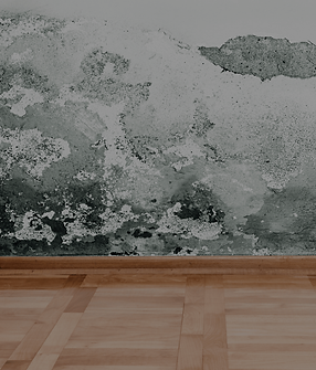 Kartlegging av muggsopp og råtesopp