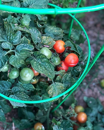 Tomatoes and Heavy Metal Chickens... I b