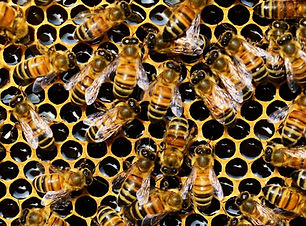 queen-cup-honeycomb-honey-bee-new-queen-rearing-compartment-56876_edited.jpg