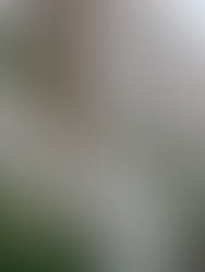 A market left alone, millions left without homes