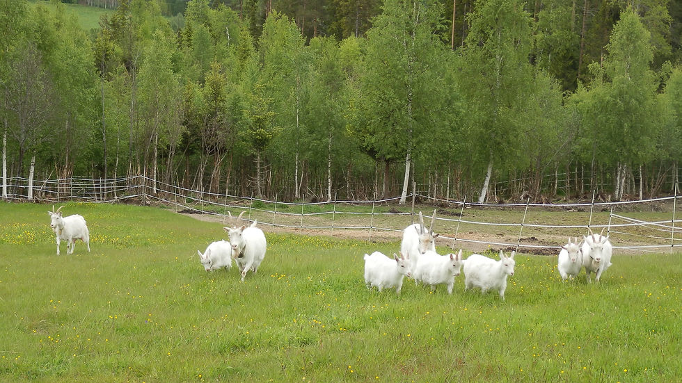 Lappgetterna