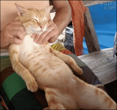 gif 2.gif