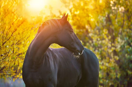 AdobeStock_240171013.jpeg