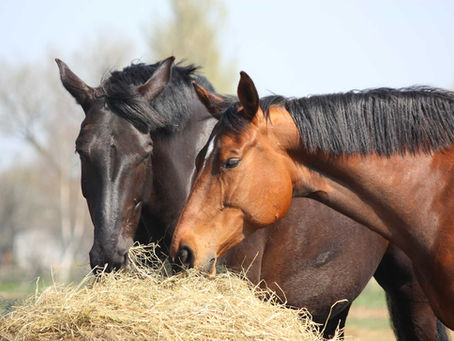 Preparation of Broodmares for Breeding Season - Part 2: Condition & Nutrition