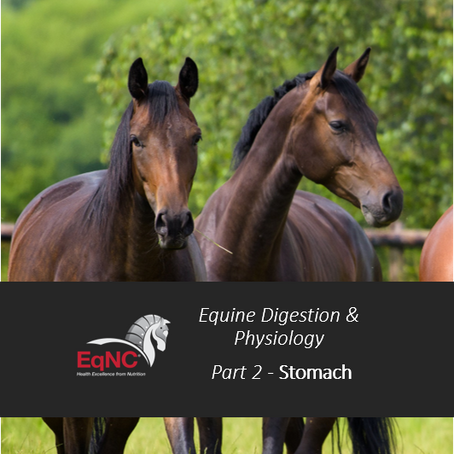 Online Equine Digestion and Physiology - Part 2: The Stomach