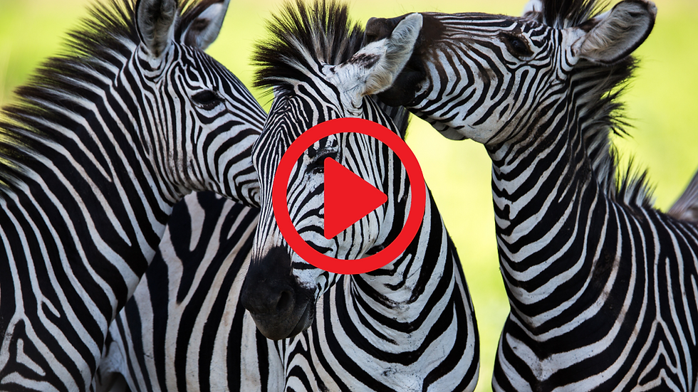 Fight, Flight, Freeze, Fawn: Working with 4 Phases of the Nervous System