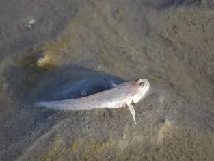 Le chant sensuel du poisson Gobie