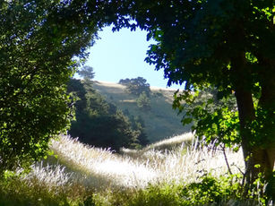 Les arbres pleurent aussi...