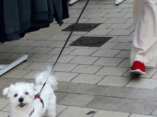 La République des chiens