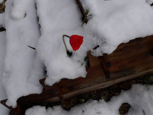 Mes meilleurs voeux pour 2026!