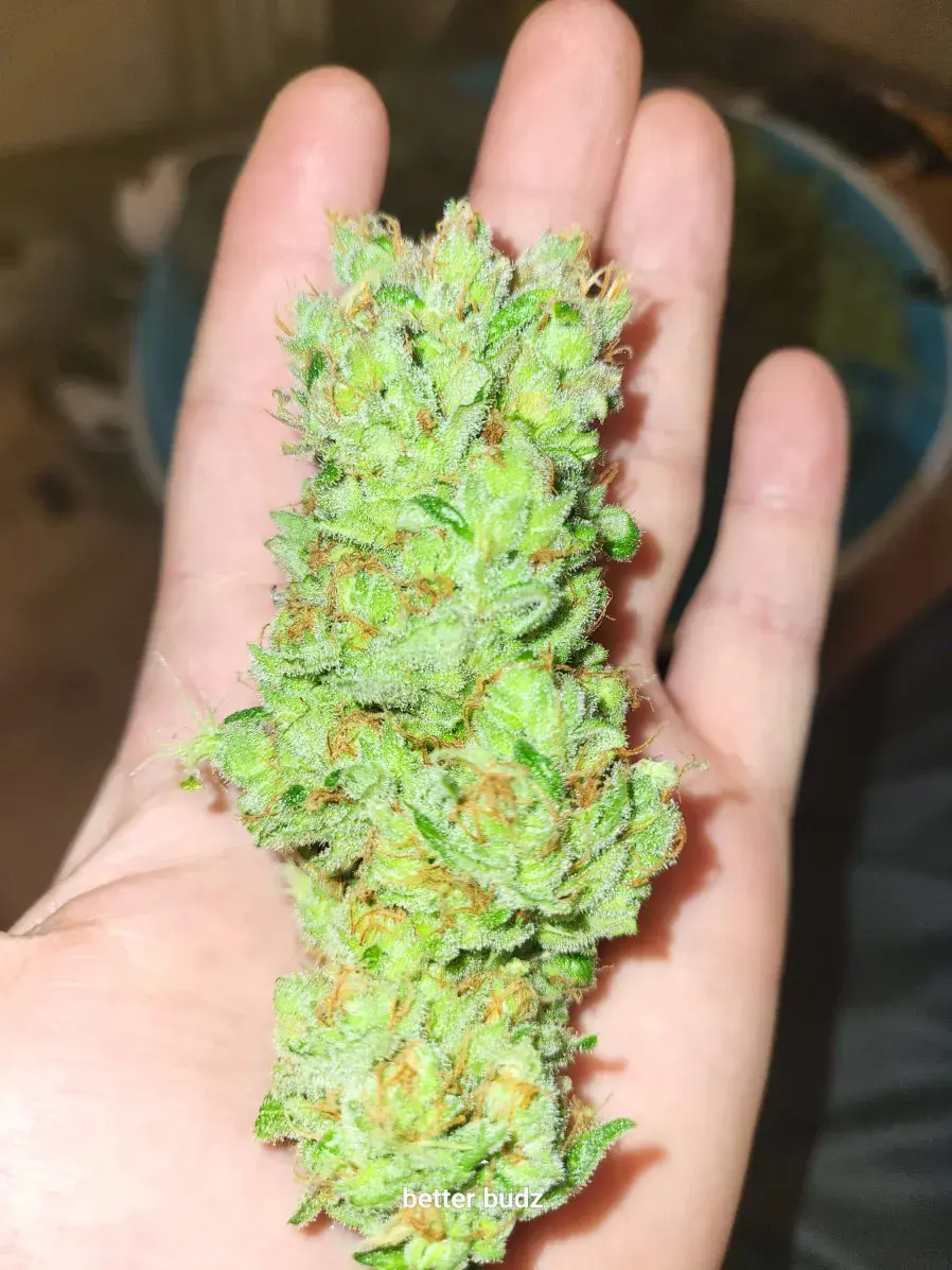 Thumbnail: Lucky Charms
