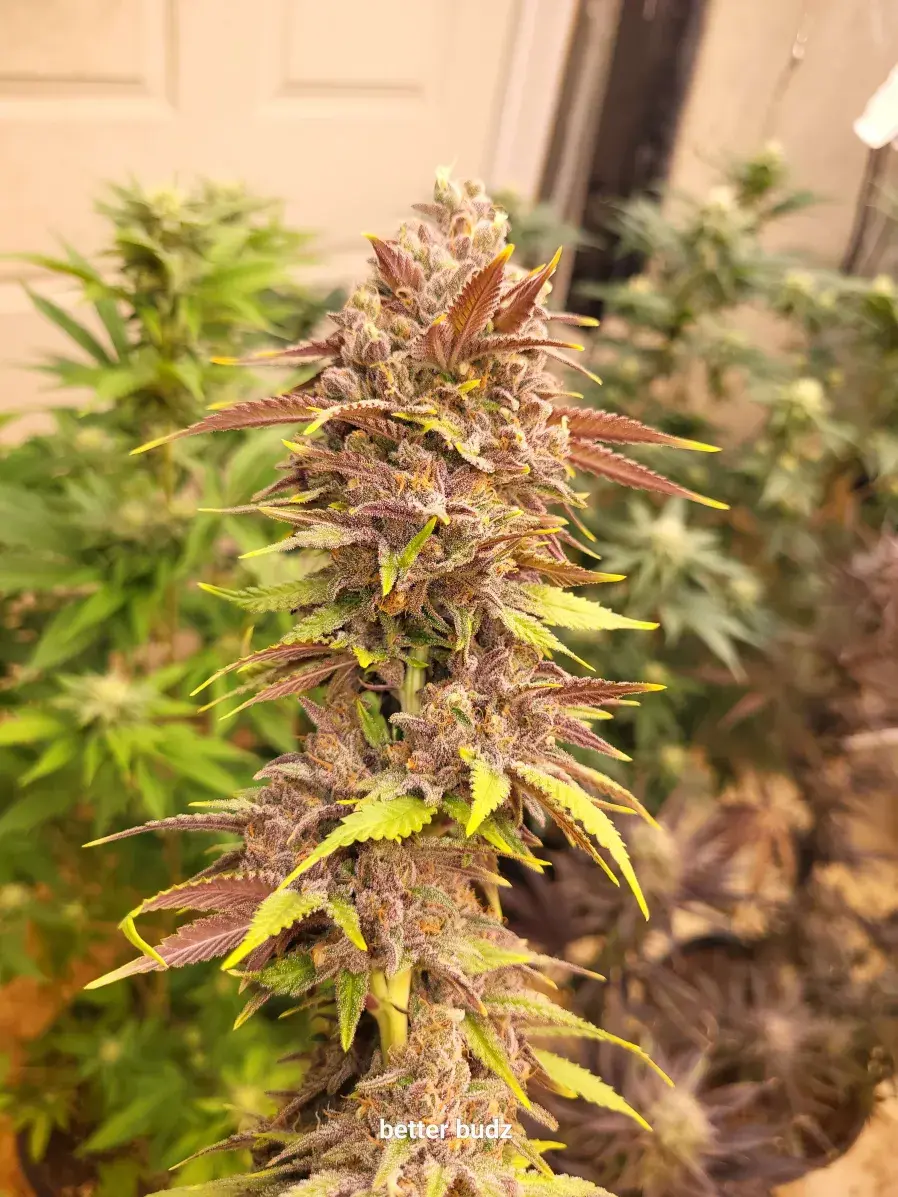 Thumbnail: All Gas OG #2